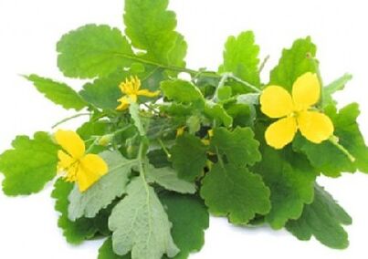 celandine for toenail fungus